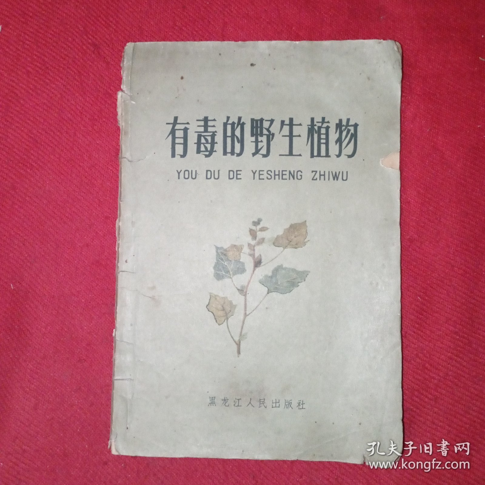 有毒的野生植物