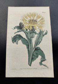 1809年手工上色铜版画《宿根矢车菊》