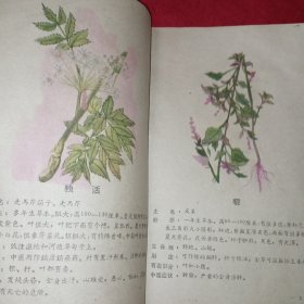 有毒的野生植物