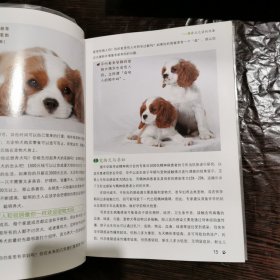 宠物犬训练百科