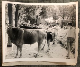 1978-1981期间的老新闻照片 最长一边大约15厘米 带照片摄影者手写背景说明和原版底片 品相尺寸以图为准 货号：16120