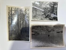 五十年代东北森林调查设计队 老照片三张 大尺寸