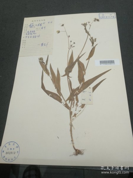 杭州市植物园，1961年杭州飞雷峰采集菊科标本（/39*27cm）复旦大学标本馆 标31