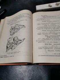 中南地区古生物图册 二 三（晚古生代部分；中新生代部分）（2册合售）