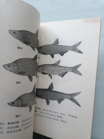 湖北鱼类志