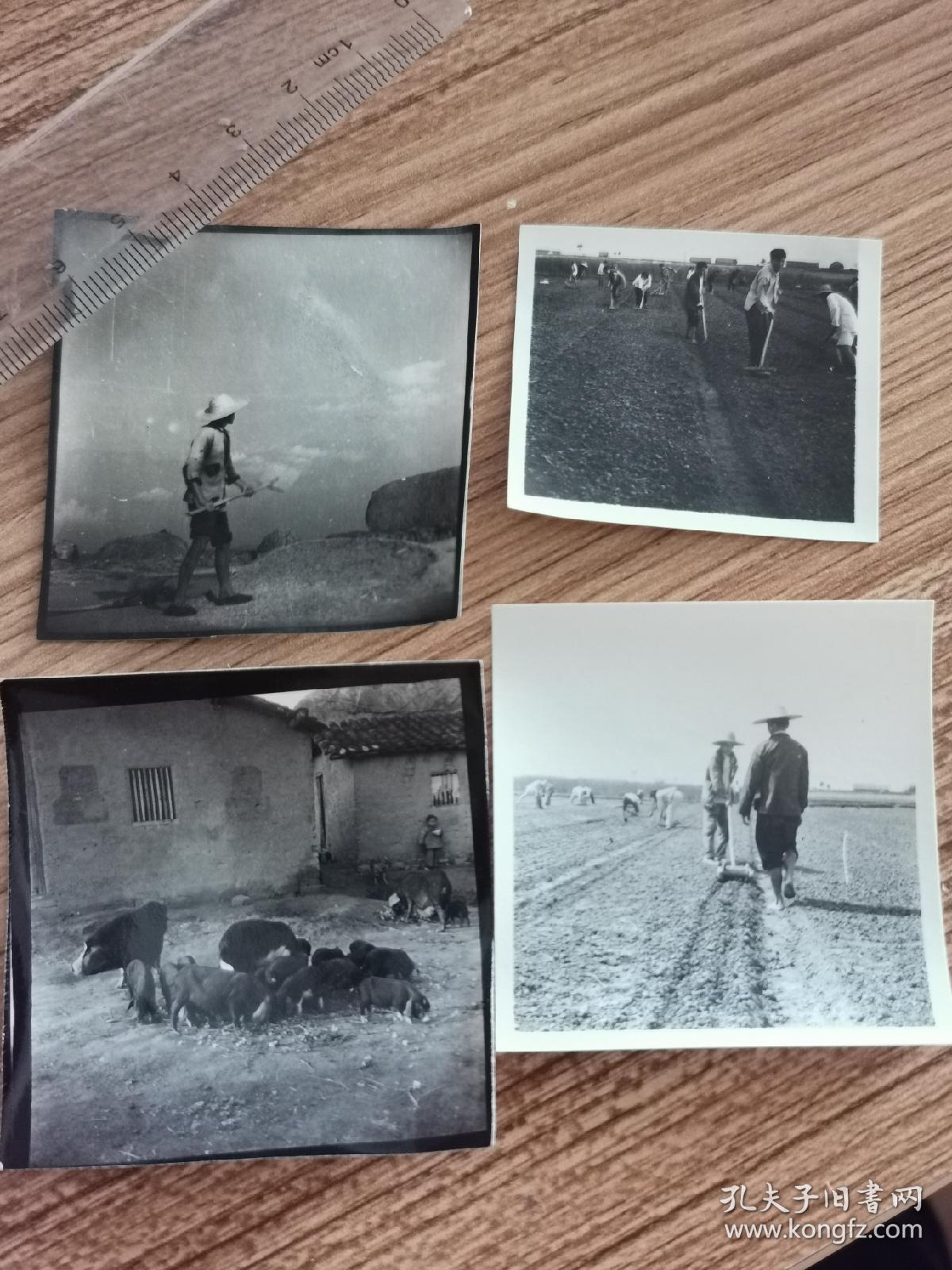 1965安徽省农业展览馆原版老照片四种，社员木铣扬场，打山芋垄，锄草翻地，养猪