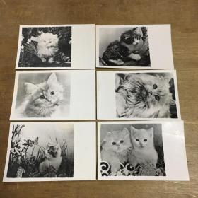 猫照片6张(八十年代)