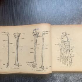 人体解剖学图谱（上下）