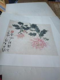 中国美术学院中国画系名家教学示范作品精选.菊花 陆抑非【13张活页】实物拍图 现货 磨角