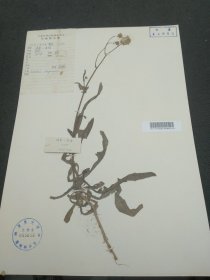 中国科学院植物研究所植物标本室，1958年化甘肃酒泉金塔采集 的菊科标本（39*27cm） 标39