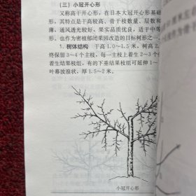 图解苹果整形修剪