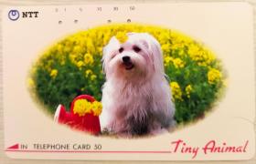 日本电话卡～动物/狗专题--北京犬/京巴犬（过期废卡，收藏用）