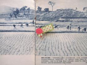 60年代影像资料。广东海南岛保亭县。同时，人民公社番茅大队社员插秧。