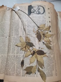 植物标本，无标本台纸.2150527-89