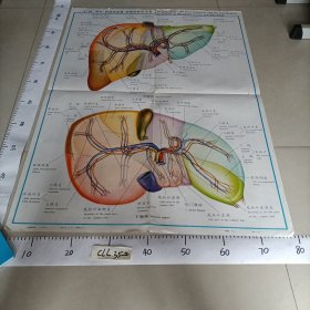 人体解剖挂图 消化系统 中国医科大学主编中英文 I— 20肝叶、肝段和血管、胆管的肝内分布
