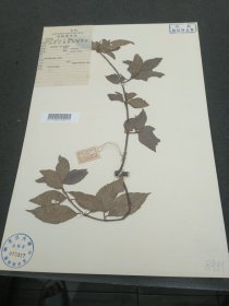 中国科学院植物分类研究所植物标本室，1948年10月于湖南省东安县桐木园，采集人Y.刘和神父，忍冬科标本。（39*26.5cm） 标18