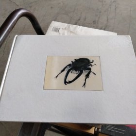 王大宙生物藝術(shù)