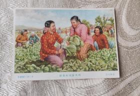 社里的菜多大啊（五十年代）
