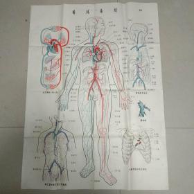 医学教学挂图1.循环系统－图9  2.胸腹腔器官-图1图2（一开）