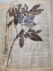 植物标本，无标本台纸.2150527-85