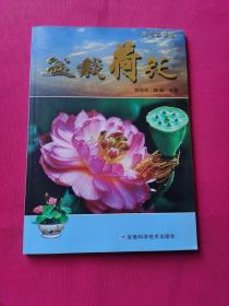 盆栽荷花