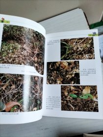兰花：野外生境 栽培实例 鉴赏