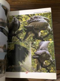 动物摄影图片书籍 画家创作资料用书 鹰分册
