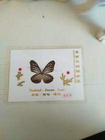 东南亚蝴蝶珍品  小青蝶