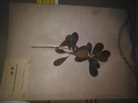 植物标本 海桐（实物）