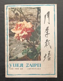 月季栽培