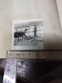 知青题材老照片之四