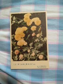 彩色小画片菊花、56年1版1印、56开、12张全