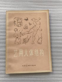 艺用人体结构