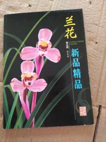 兰花  新品精品