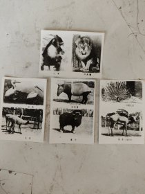 早期黑白照片 动物 五张合售