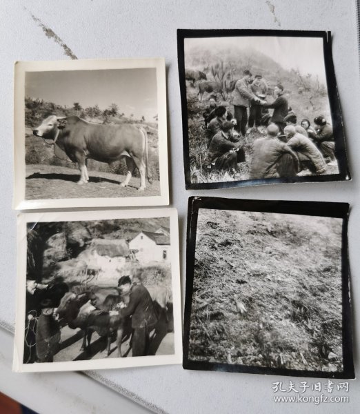 1964金寨县佘山大队养耕牛，奖励养牛户老照片四种（210704）