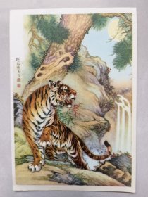 五十年代美术明信片:虎