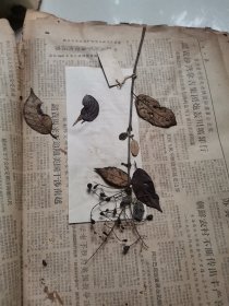 植物标本，无标本台纸.2150528-76