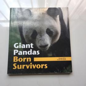 Giant Pandas Born Survivors   摄影艺术画册   平装