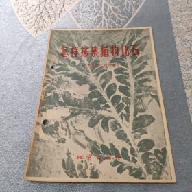 怎样采集植物化石