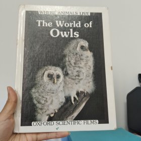 The world of Owls