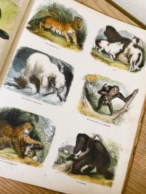 1870年《人工手绘百图谱》  内含700余幅人工彩绘插图 全网少见