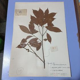 【A129】八十年代中国科学院南京植物研究所植物标本，8开大小，有植物名、产地、采集人、鉴定人，采集日期，鉴定日期等详细标