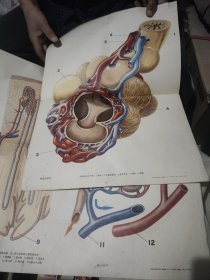 人体解剖生理教学挂图，骨骼肌肉系统2，3。呼吸系统三。泌尿系统二，共四张