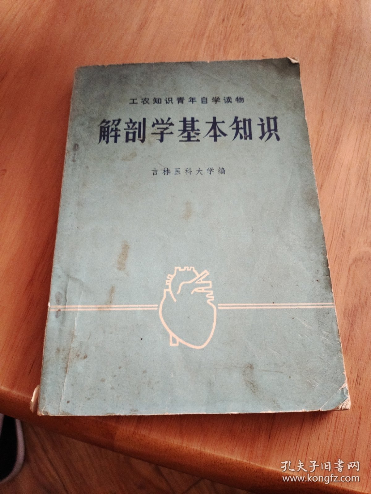 解剖学基本知识