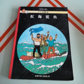 红海鲨鱼