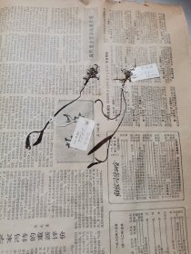 植物标本，无标本台纸.2150527-96
