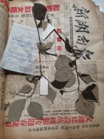 植物标本，无标本台纸.2150528-83