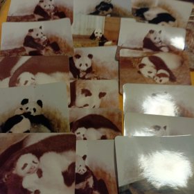 90年代熊猫图片50多张