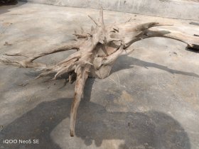 柏木树根一棵，只剩下树芯，很有风骨，可做摆件，也可改为花架，都是不错的选择，值得入手。
